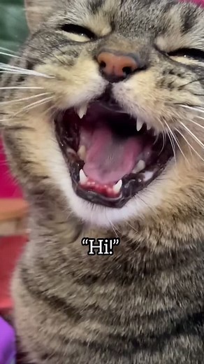 Gracie Voice | Penny and Gracie Cat Video