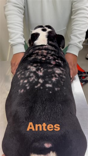 Dermatología Veterinaria Perú on TikTok