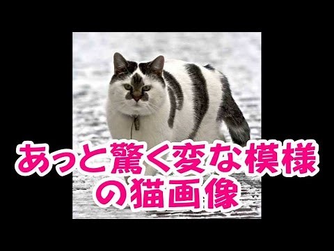 【感動おもしろ画像】あっと驚く変な模様の猫画像