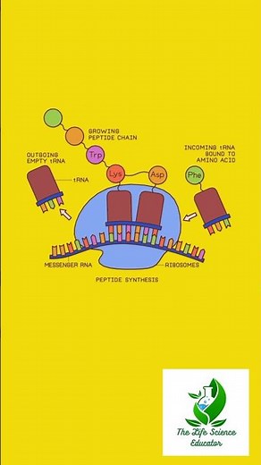 🔬 Ribosome: The Protein Factory of the Cell! #ribosome #thelifescienceeducator #pronunciation