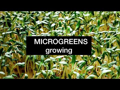 How to Grow Microgreens (Watercress) at Home Easy and Fast