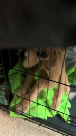 Tuckers morning routine! #golden #routine