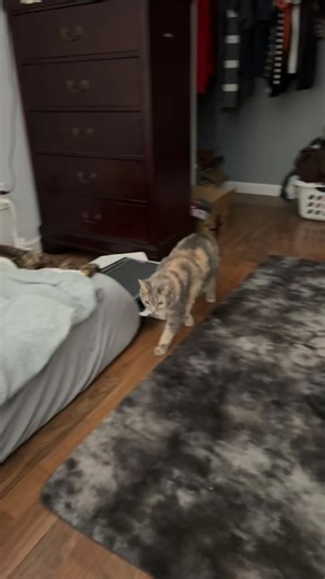 ㅤdaphne (@fatdaphne)’s videos with BODY - narr