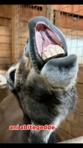 Funny Donkey Skin Story | Alien Skin of Uganda