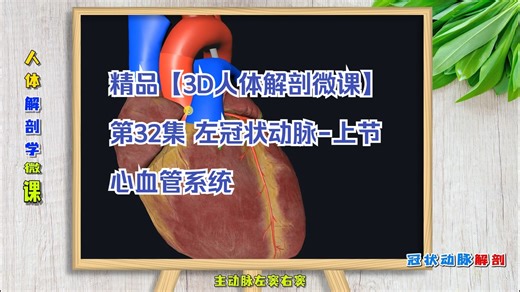 第32集-左冠状动脉-上节 【温馨提示】学习全部405节课请从视频下方【3D人体解剖微课】进入2年期课程学习，或包月充电解锁全部课程！