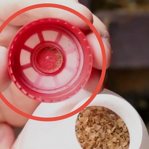 Androlis - prédateur naturel des poux rouges des poules et du poulailler - Ferme de Beaumont