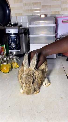 Dinnertime 😋😋😋😋fot the best electronics and home appliances @Kevin (Edmond electronic) is the best @GULF REAL ESTATES for affordable land with a 200k deposit #creatorsearchinsights #rabbit #foryoupage❤️❤️ #goviral #fyppppppppppppppppppppppp @MR MATOVU and Mrs Matovu