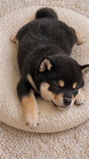 Sleepy Kalimba Lullaby 🐶💤 Black Shiba Cozy Sleep 🌙 #Shorts