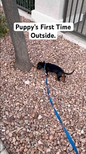 His First Time Outside In Nature 💩.