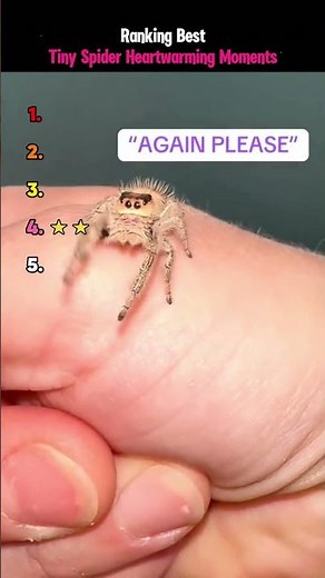 Tiny Spider Heartwarming Moments
