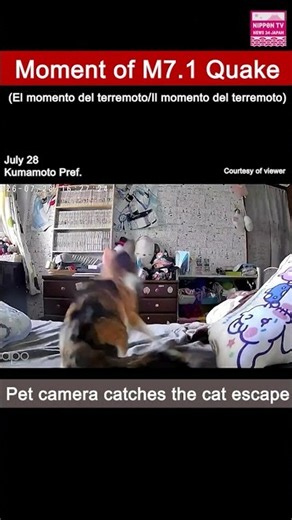 Pet camera captures the moment the M7.1 quake struck Kumamoto #shorts