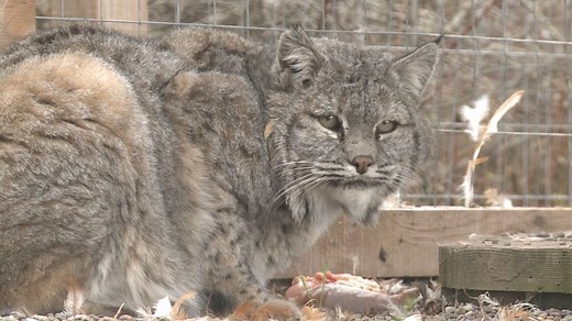 2 the Outdoors: Living with Bobcats