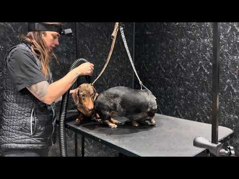Dachshund grooming | first test of a YouTube video!