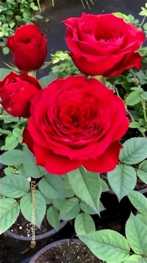 Rose Facts 🌹 | Amazing Flower Facts #shorts#viralvideo #trending
