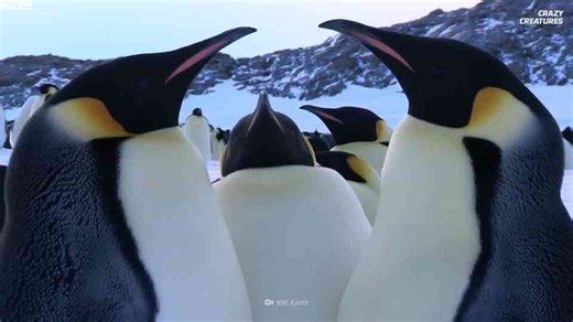 How sound became a weapon in shoebill behavior