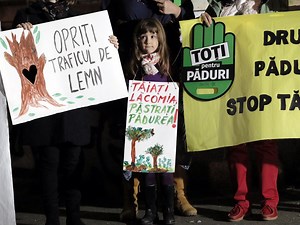 ‘Timber Mafia’ threatens the future of Romania’s ancient forests