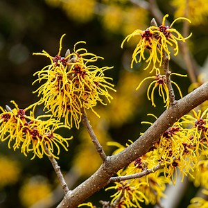 Witch Hazel Trees For Sale | Buy 1 Get 1 Free | TN Nsy