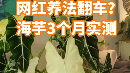 网红养法翻车？海芋种植三个月实测
