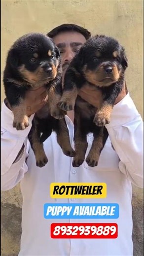 Cute Rottweiler Puppies Available for Sale 😍 Don’t Miss@Royal_pat #rottweilerpuppy#rottweiler#up#yt