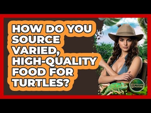 How Do You Source Varied, High-quality Food For Turtles? - Reptilian Wonders