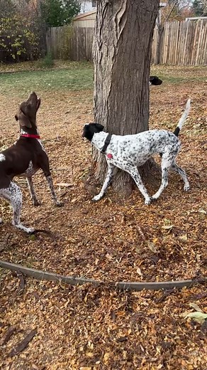 Adoptable kangaroo Maizie! | Mile High German Shorthaired Pointer Rescue