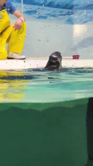 琵琶湖博物館、とても珍しい唯一淡水に生息するアザラシのバイカルアザラシ水深400メートルまで潜るので目がとても大きい（湖なのにそんなに深いバイカル湖が怖いw）冬場水面がカチカチに凍るので氷を砕くために爪が発達している寿命は50年以上で他の種類のアザラシの倍くらい生きるんやって