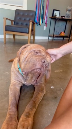 That's the good spot. | Lone Star Dog Ranch & Dog Ranch Rescue