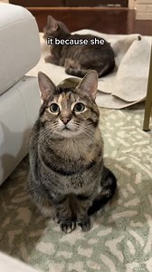 Always finding your cat on your warm laptop? They’re seeking heat. The Knead Therapeutic Bed gives gentle, soothing warmth orthopedic support so they choose their bed, not your keyboard. | Knead Cats