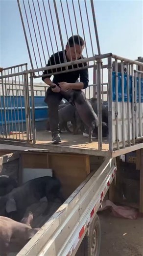 PiggFarming on Instagram: "3 Ways to Raise Pigs for BIG Farmhouse Profits! 🐷💰 Want to turn pig farming into a highly profitable business? In this video, we’ll show you three powerful ways to raise pigs in a farmhouse setting and maximize your earnings. Whether you’re just starting out or already farming, these practical tips will help you boost your farm’s profitability while ensuring your pigs grow healthy and strong. We’ll cover: ✅ The best pig breeds for fast growth and high returns ✅ Feedi