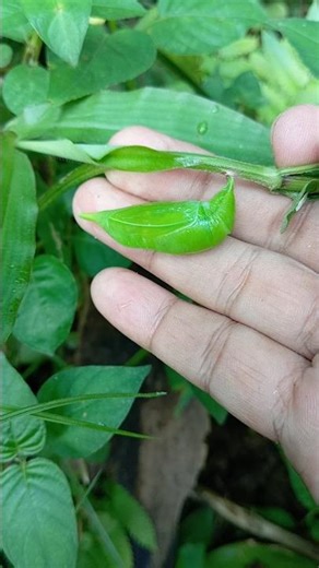 young cocoon ready to metamorphose to change shape