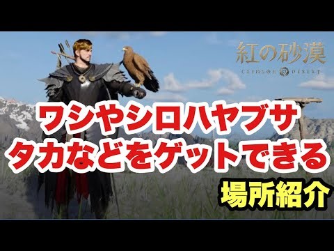 【紅の砂漠】ワシやシロハヤブサやタカなどをゲットできる場所を紹介