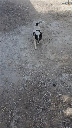 Panda time: Greetings & pets. ✨