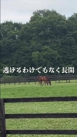 馬と鹿〜北海道のとある牧場