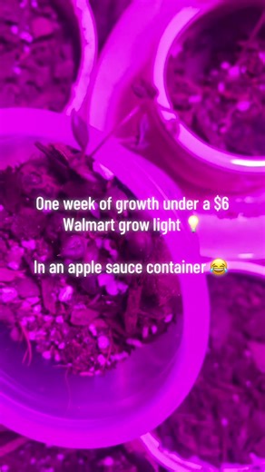 My string of pearls is growing fast, it was only a couple little pearls when I got it not long ago. It’s thriving in the old apple sauce container lol gotta make it work with what ya got! Y’all know I’m cheap! #cheap #fyp #plants #budget #gardening