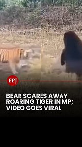 514K views · 1.2K reactions | A hilarious video has surfaced from Pench Tiger Reserve in Madhya Pradesh’s Seoni district, showing a bear scaring away a roaring tiger. In the video, the bear can be seen facing the tiger fearlessly. It forces the big cat to back off and eventually flee. The video, which has gone viral on social media, has left netizens amazed. . . . #MadhyaPradesh #tiger #viralvideo #animals #wildlife #penchtigerreserve | Free Press Journal | Facebook