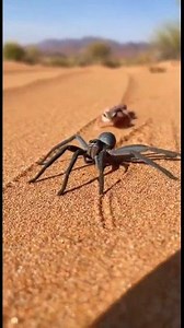 The Master of Silent Tracking. Out here in the blazing desert, this spider moves with incredible purpose, following the faintest vibrations across the sand. Every step is calculated, every shadow is a signal, and every grain of sand tells a story of survival. Desert predators like this one thrive where most creatures struggle, turning heat, wind, and distance into their greatest weapons. Nature writes its fiercest battles in silence. #InsectInsider #DesertSpider #WildHunt #NaturePredators #Survi