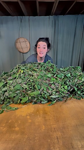 I just brought in this MASSIVE haul of Perilla frutescens - this small forest on my apothecary table is about to become some delicious medicine. Most of this invasive weedy friend is going straight to our monthly subscribers. The rest I'm turning into apothecary back stock for friends and family. Perilla is amazing for respiratory support and mast cell stabilization (pub med says!) and has been used in traditional Asian medicine for centuries. The leaves have this sweet anise flavor and just the