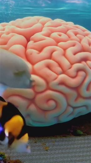 Brain Coral Looks Like a Brain! 🧠 | Reef Fact for Kids