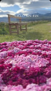 Tapices de peonías en @taiyo.jardincordillerano con @merakisur . @turismoesquelok @turismotrevelin | Deisi Tauffer