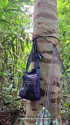 Apreciando os sons e as imagens da natureza exuberante
