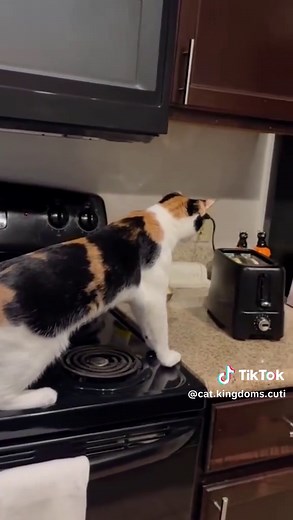 Cat Kingdom’s cutie on TikTok