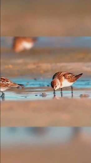 The Most Soothing Beach Scene with Tiny Sandpipers 🌊✨ #relaxingmusic #wildlife