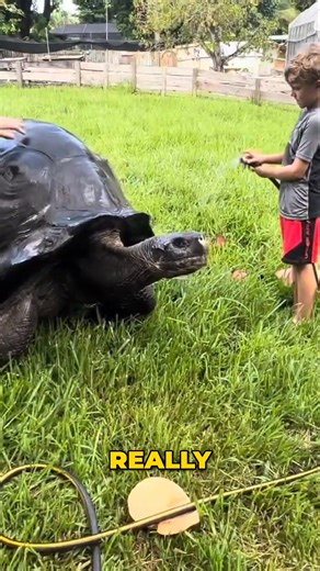 Did you know that giant tortoises have nerve endings in their shells? It means that when you touch them, they can feel it. | Florida Iguana and Tortoise Breeders