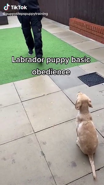 Labrador Puppy Basic Obedience Training Tips