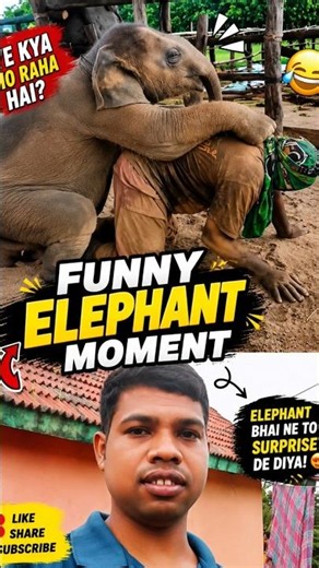 Funny Elephant Moment 😂🐘#shorts#shortvideo #funny