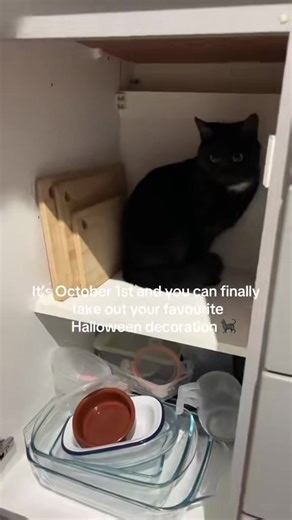 Halloween Cat Costumes: Fun Ideas and Inspiration