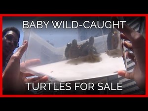 The Illegal Offering of Baby, Wild-Caught Turtles for Sale