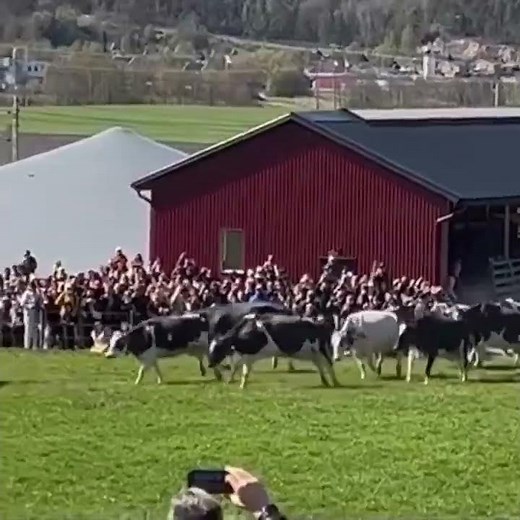 Every Spring in Sweden, the Cows Get Released — Pure Joy After a Long Winter 🐄💚❄️