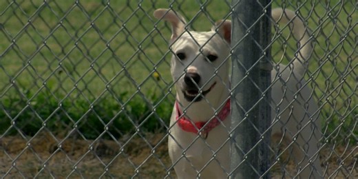 Here’s how you can save Union County dogs from overcrowding