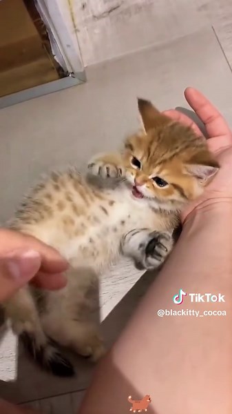 Funny Black Cat Moments That Will Make You Laugh